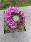 Preview: Mammillaria spinosissima